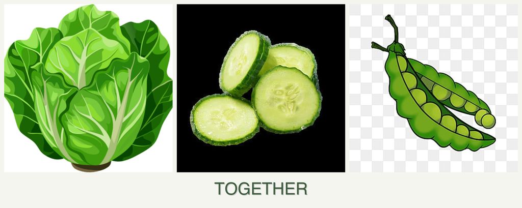 Can you plant lettuce, cucumbers and peas together?