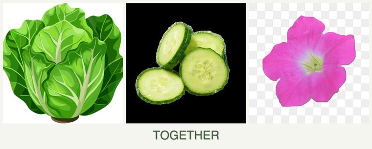 Can you plant lettuce, cucumbers and petunias together?