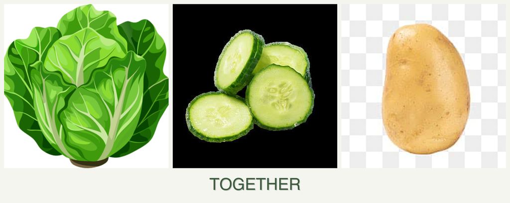 Can you plant lettuce, cucumbers and potatoes together?