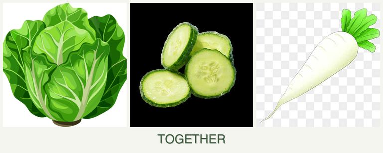 Can you plant lettuce, cucumbers and radishes together?