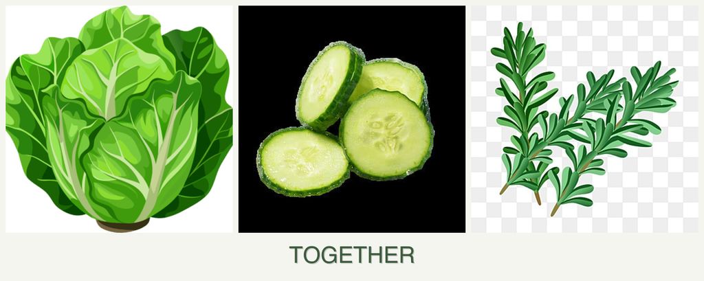 Can you plant lettuce, cucumbers and rosemary together?