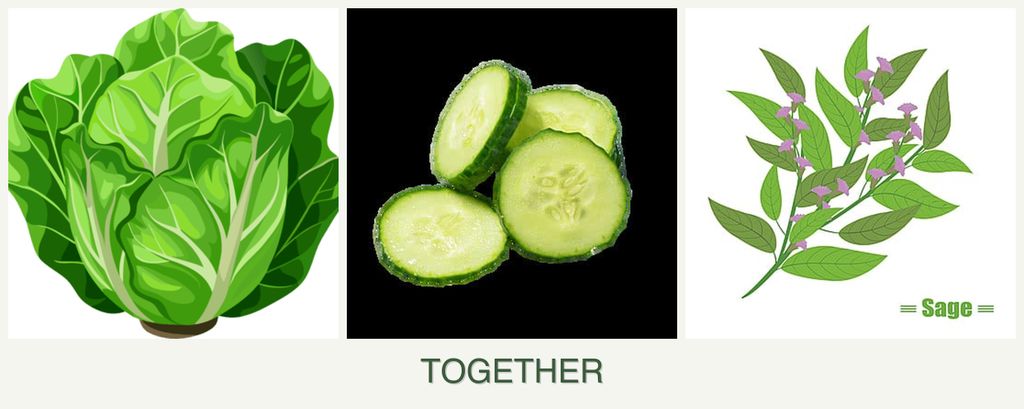 Can you plant lettuce, cucumbers and sage together?