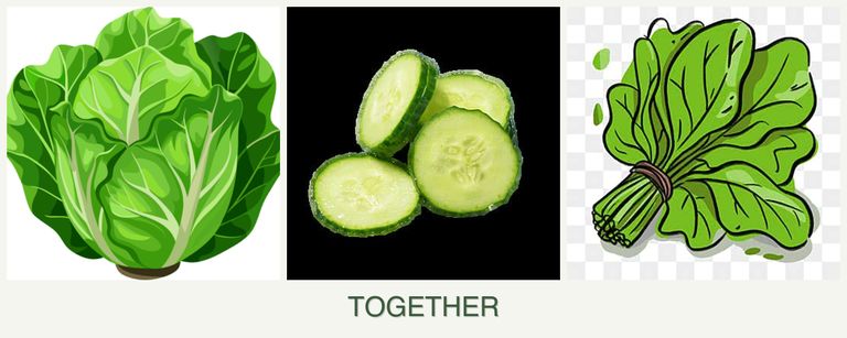 Can you plant lettuce, cucumbers and spinach together?