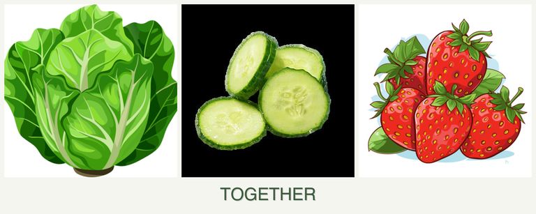 Can you plant lettuce, cucumbers and strawberries together?