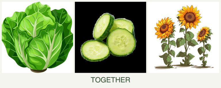 Can you plant lettuce, cucumbers and sunflowers together?