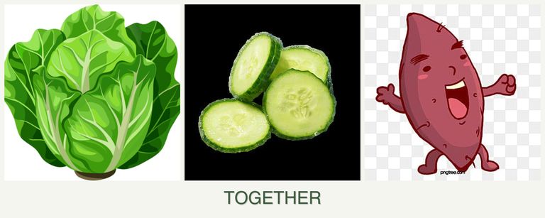 Can you plant lettuce, cucumbers and sweet potatoes together?