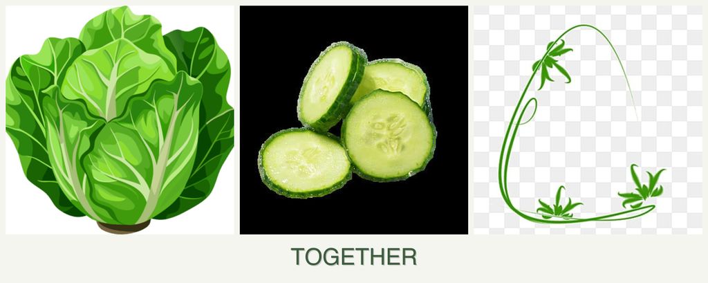 Can you plant lettuce, cucumbers and tarragon together?