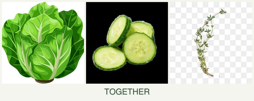 Can you plant lettuce, cucumbers and thyme together?