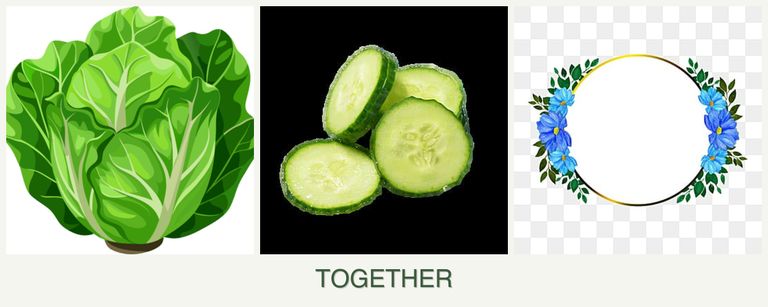 Can you plant lettuce, cucumbers and zinnias together?
