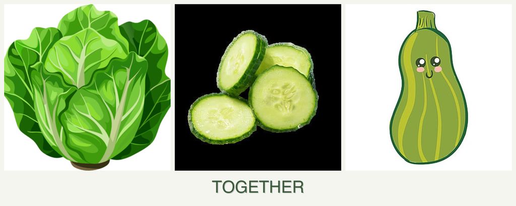 Can you plant lettuce, cucumbers and zucchini together?