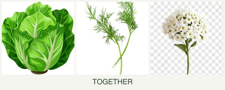 Can you plant lettuce, dill and alyssum together?
