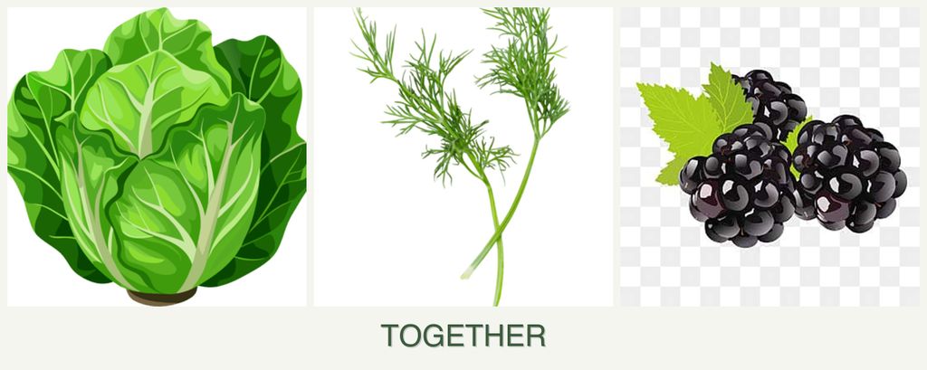 Can you plant lettuce, dill and blackberries together?