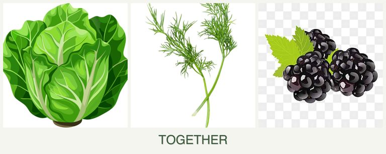 Can you plant lettuce, dill and blackberries together?