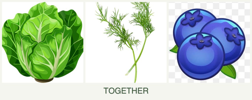 Can you plant lettuce, dill and blueberries together?