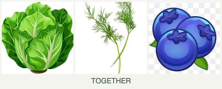 Can you plant lettuce, dill and blueberries together?
