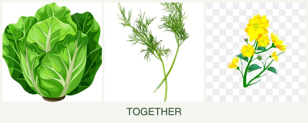 Can you plant lettuce, dill and calendula together?