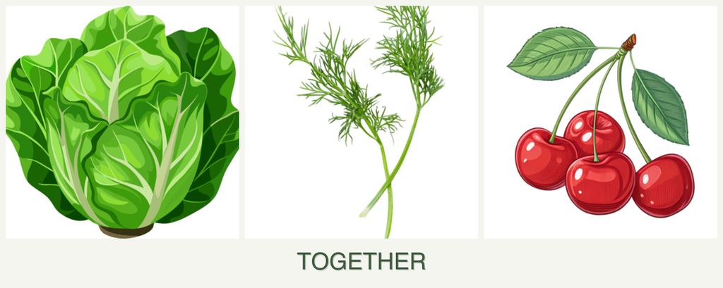 Can you plant lettuce, dill and cherries together?