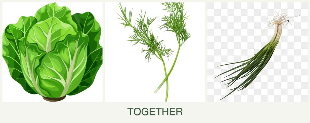Can you plant lettuce, dill and chives together?
