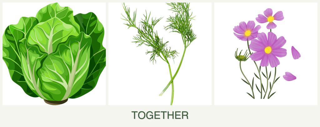 Can you plant lettuce, dill and cosmos together?