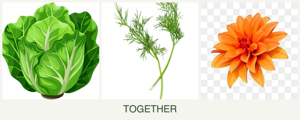 Can you plant lettuce, dill and dahlias together?