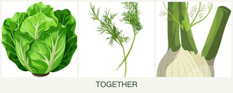 Can you plant lettuce, dill and fennel together?