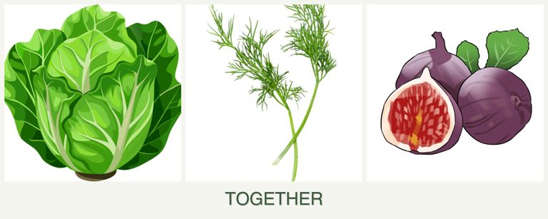 Can you plant lettuce, dill and figs together?