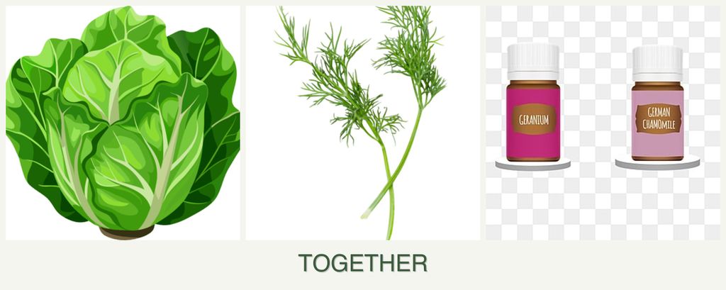 Can you plant lettuce, dill and geraniums together?
