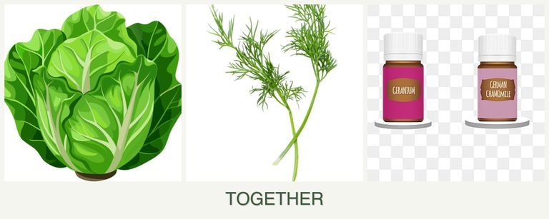 Can you plant lettuce, dill and geraniums together?