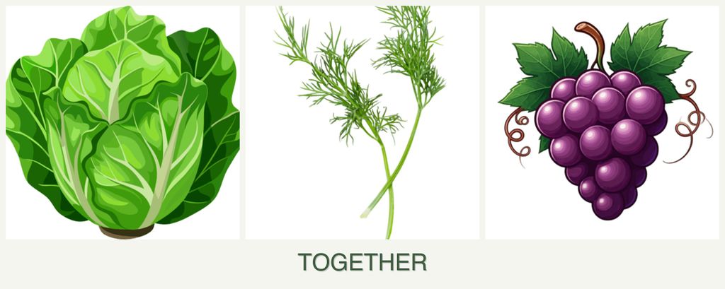 Can you plant lettuce, dill and grapes together?