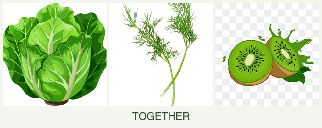 Can you plant lettuce, dill and kiwi together?