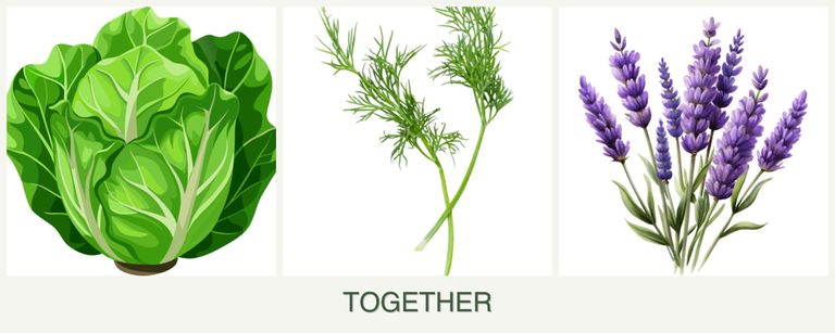 Can you plant lettuce, dill and lavender together?