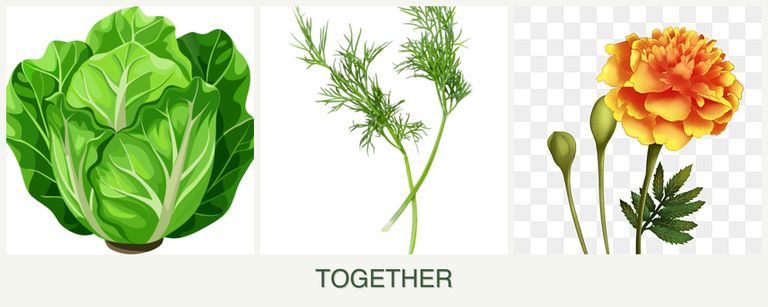 Can you plant lettuce, dill and marigolds together?