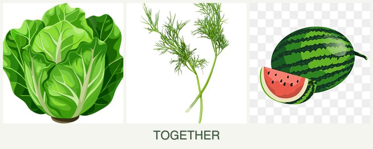 Can you plant lettuce, dill and melons together?