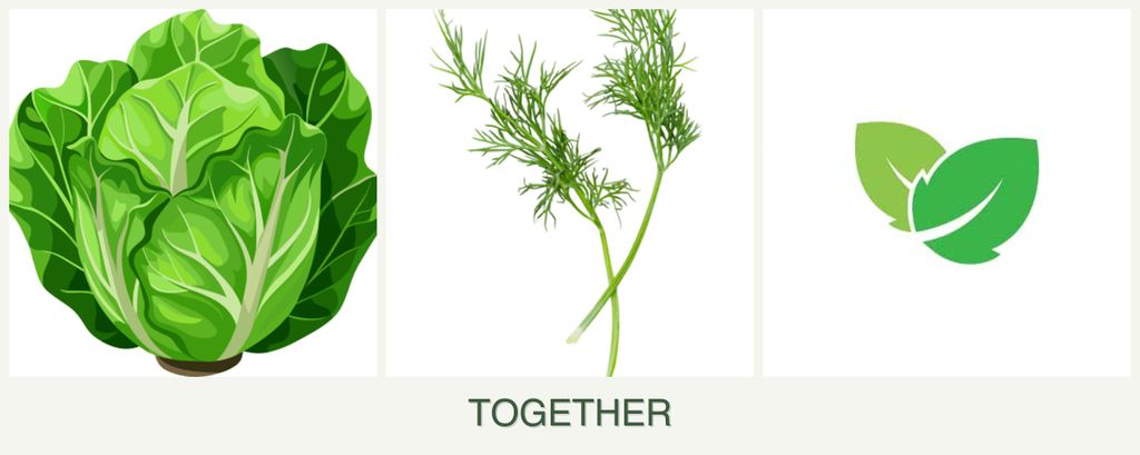 Can you plant lettuce, dill and mint together?