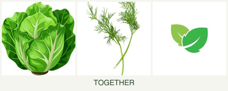 Can you plant lettuce, dill and mint together?