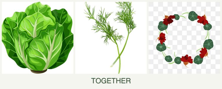 Can you plant lettuce, dill and nasturtiums together?