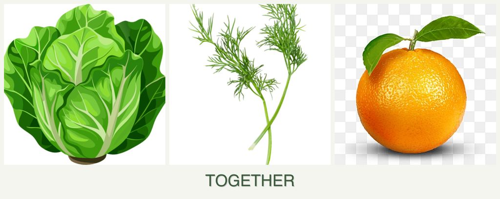 Can you plant lettuce, dill and oranges together?