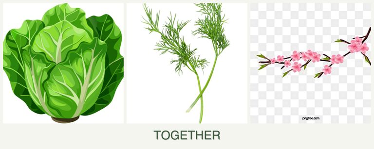 Can you plant lettuce, dill and peaches together?