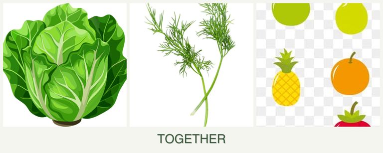 Can you plant lettuce, dill and pears together?