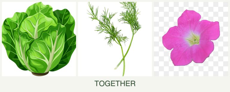Can you plant lettuce, dill and petunias together?