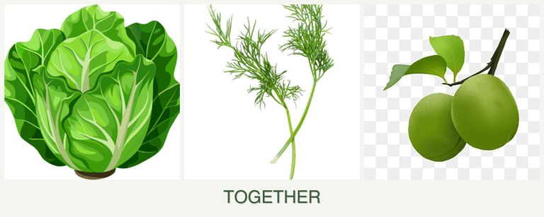 Can you plant lettuce, dill and plums together?