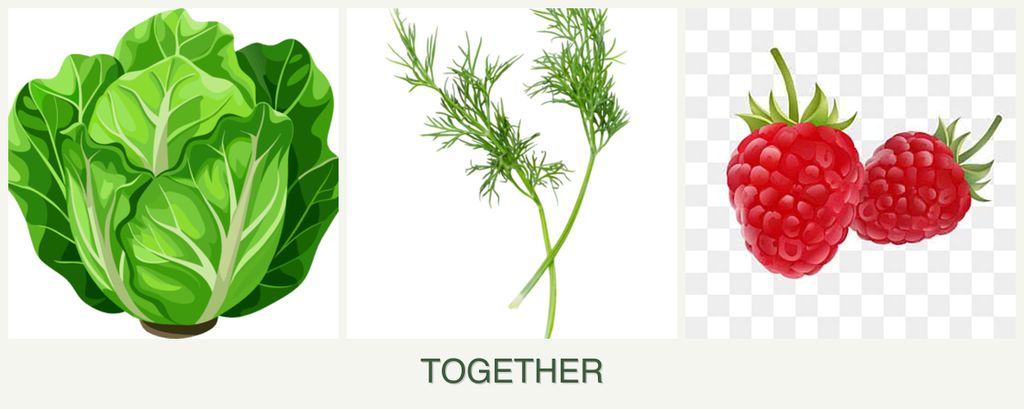 Can you plant lettuce, dill and raspberries together?