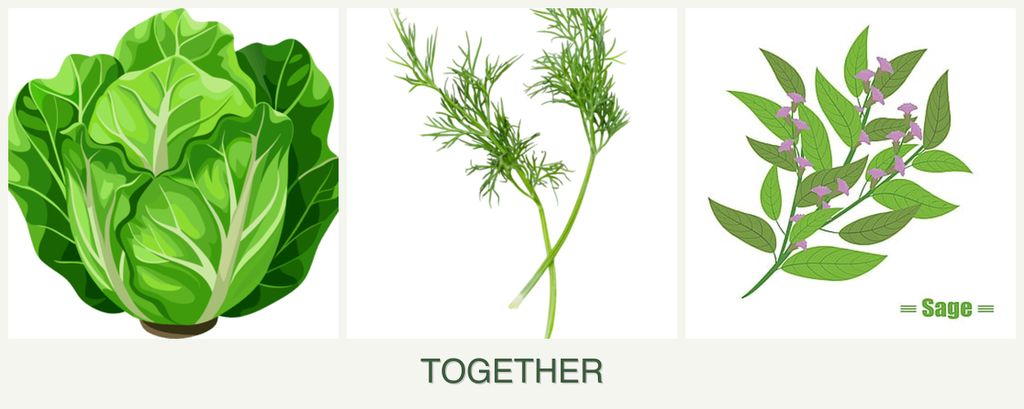 Can you plant lettuce, dill and sage together?