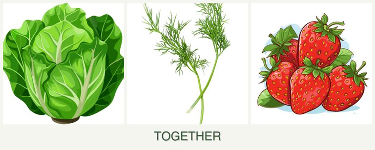 Can you plant lettuce, dill and strawberries together?