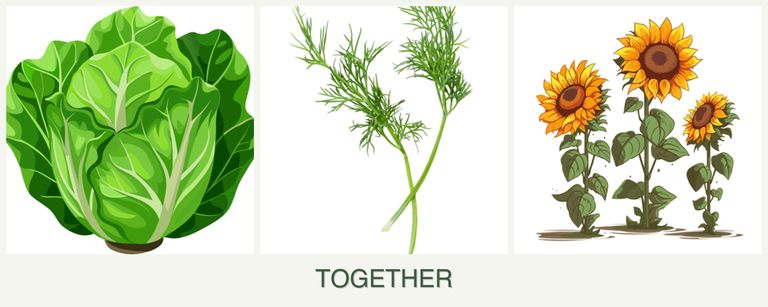 Can you plant lettuce, dill and sunflowers together?