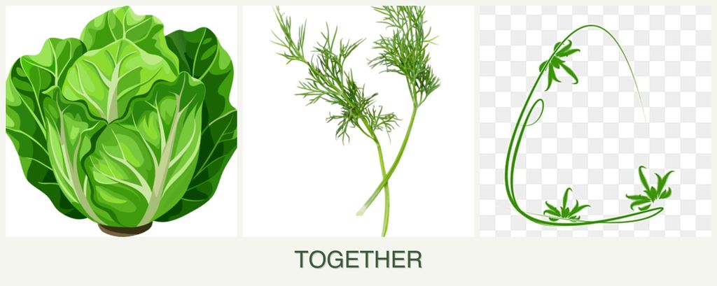 Can you plant lettuce, dill and tarragon together?