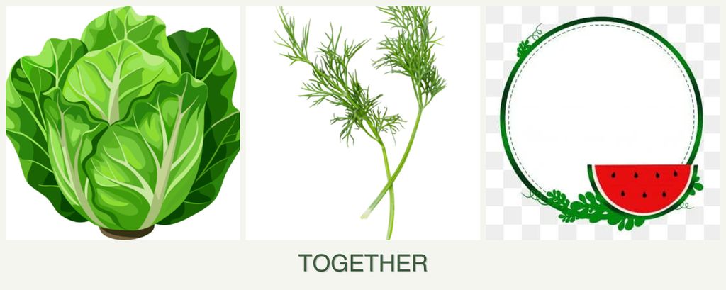 Can you plant lettuce, dill and watermelons together?