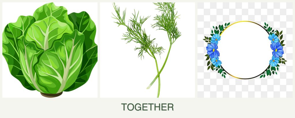 Can you plant lettuce, dill and zinnias together?