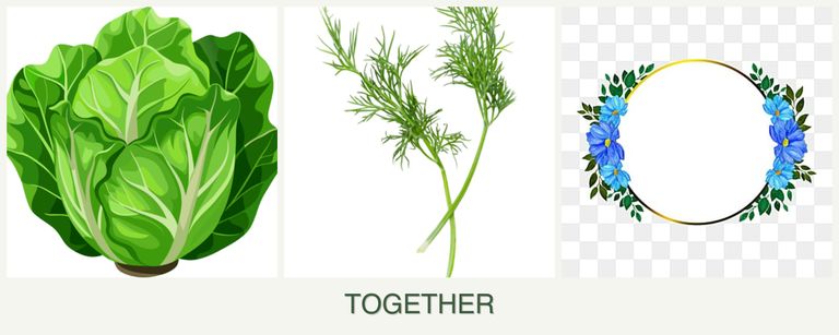 Can you plant lettuce, dill and zinnias together?