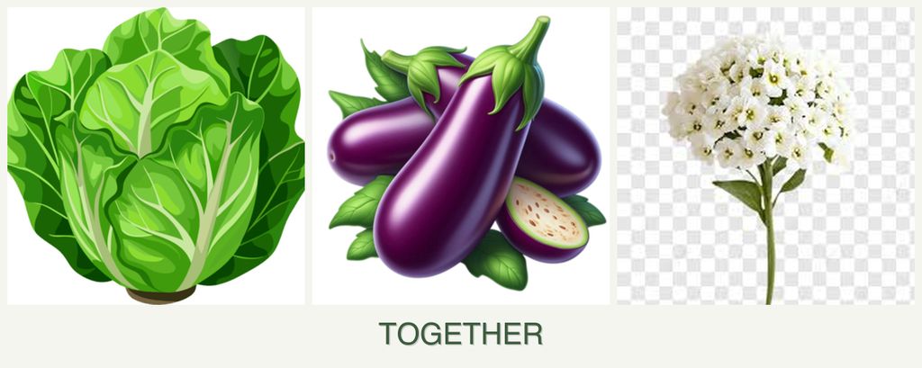 Can you plant lettuce, eggplant and alyssum together?